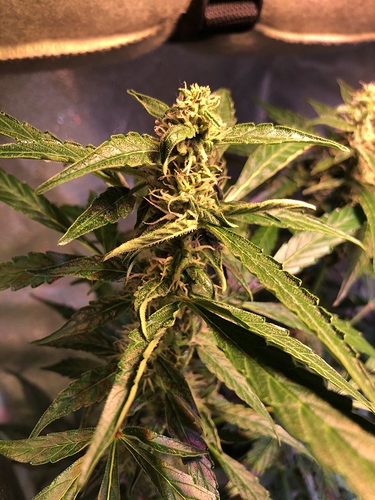 Growreport Bild 31