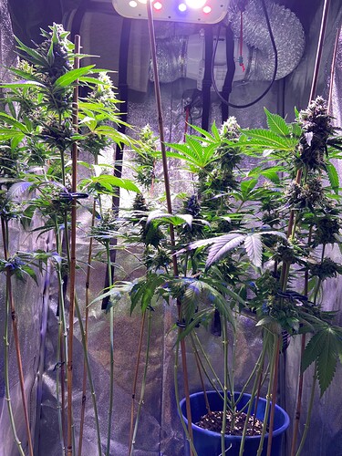 Growreport Bild 1