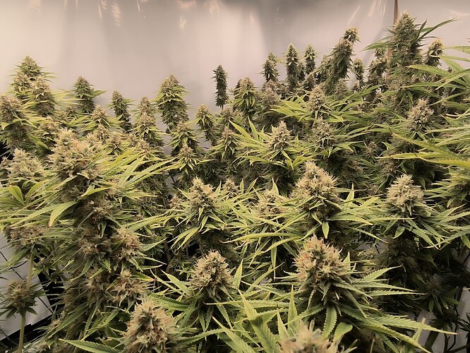 Growreport Bild 15