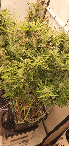 Growreport Bild 3