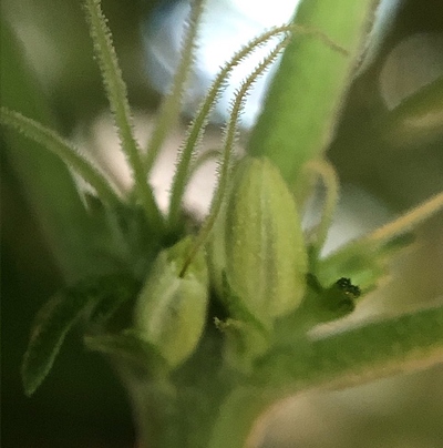 Growreport Bild 13