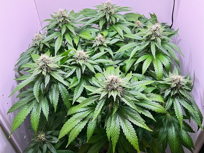 Growreport Bild 4