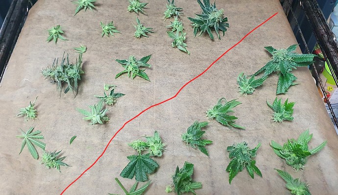 Growreport Bild 19