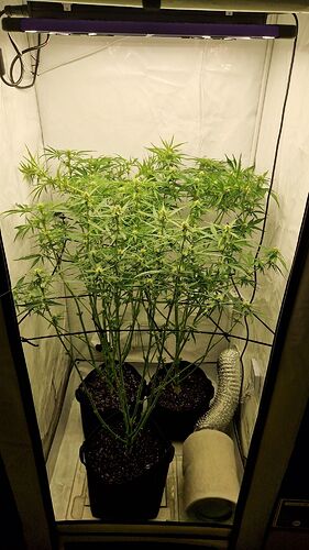 Growreport Bild 9