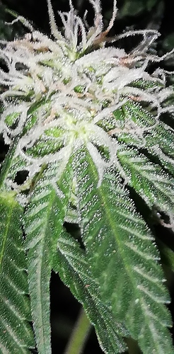 Growreport Bild 12