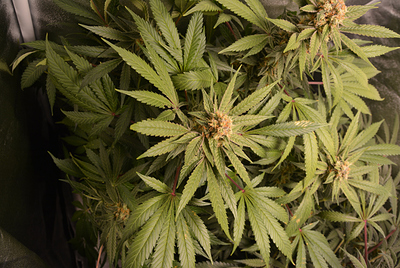 Growreport Bild 1