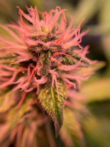 Growreport Bild 3
