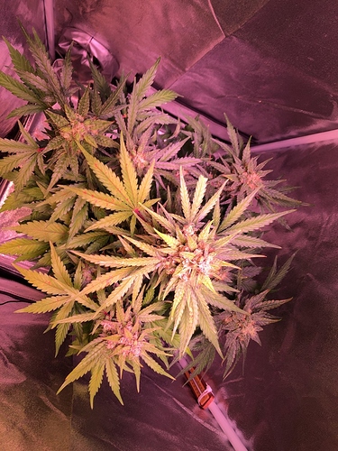 Growreport Bild 24