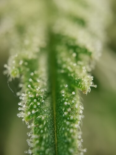 Growreport Bild 33
