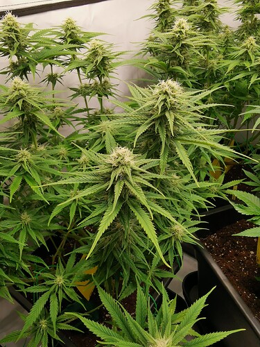 Growreport Bild 10