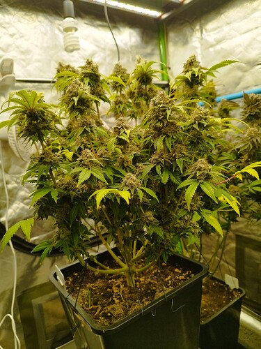 Growreport Bild 15