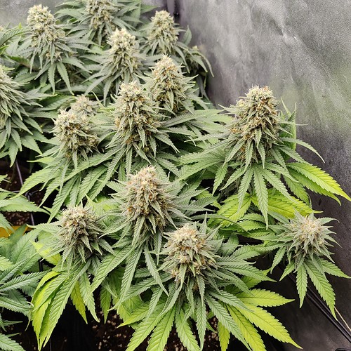 Growreport Bild 3