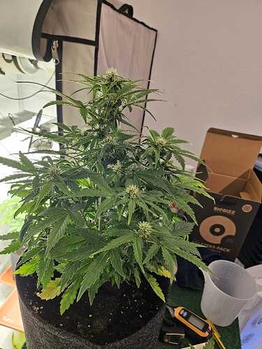 Green Gelato Auto 2