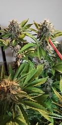 Growreport Bild 4