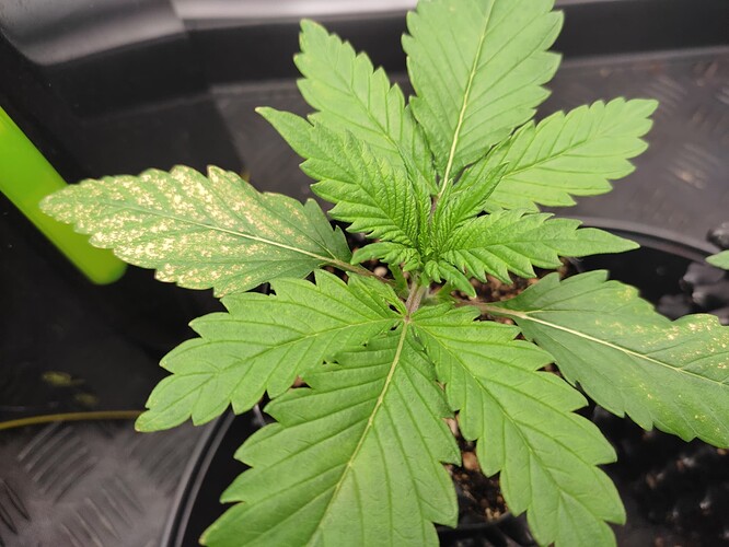 Growreport Bild 7