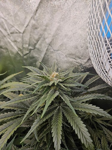Growreport Bild 41