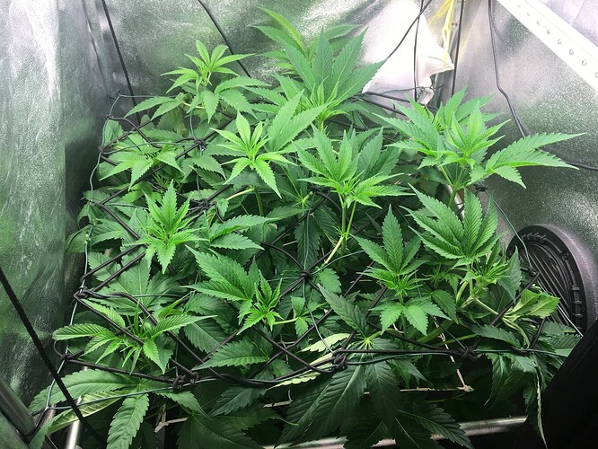 Growreport Bild 25