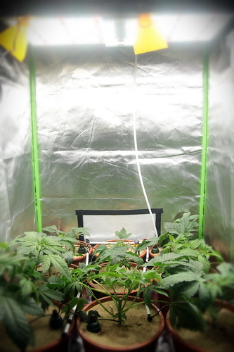 Growreport Bild 18