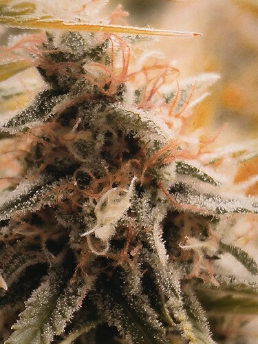 Growreport Bild 6