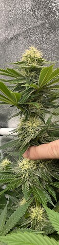 Growreport Bild 9
