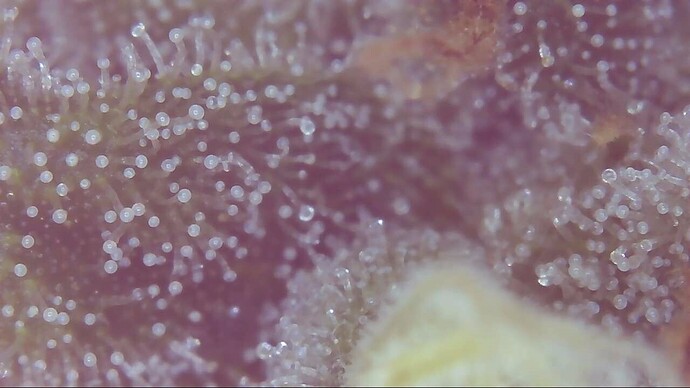 Growreport Bild 3