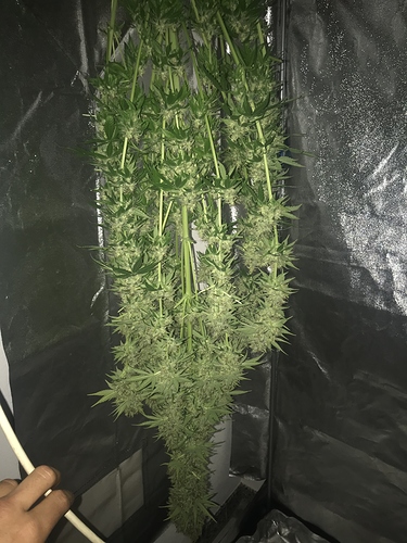 Growreport Bild 37