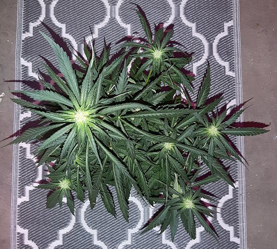 Growreport Bild 2