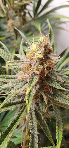 Growreport Bild 23