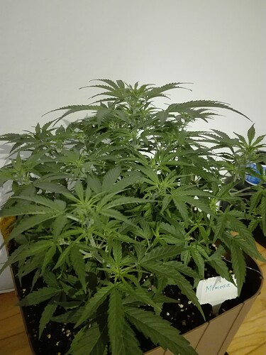 Growreport Bild 13