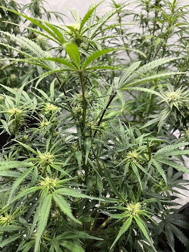 Growreport Bild 26