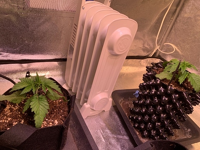 Growreport Bild 3