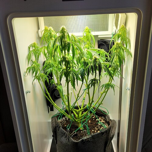 Growreport Bild 4