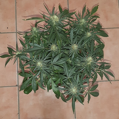 Growreport Bild 2
