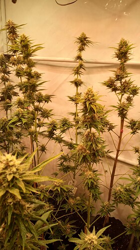 Growreport Bild 45