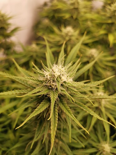 Growreport Bild 17