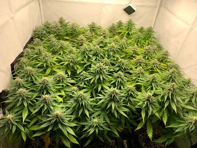 Growreport Bild 4