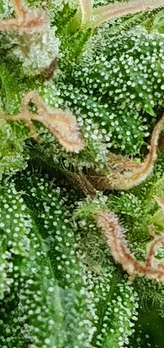 Growreport Bild 13