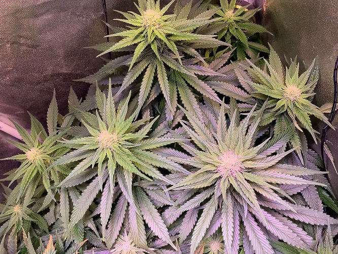 Growreport Bild 8