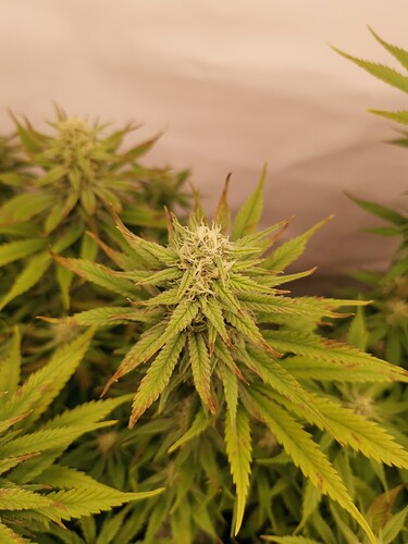 Growreport Bild 20