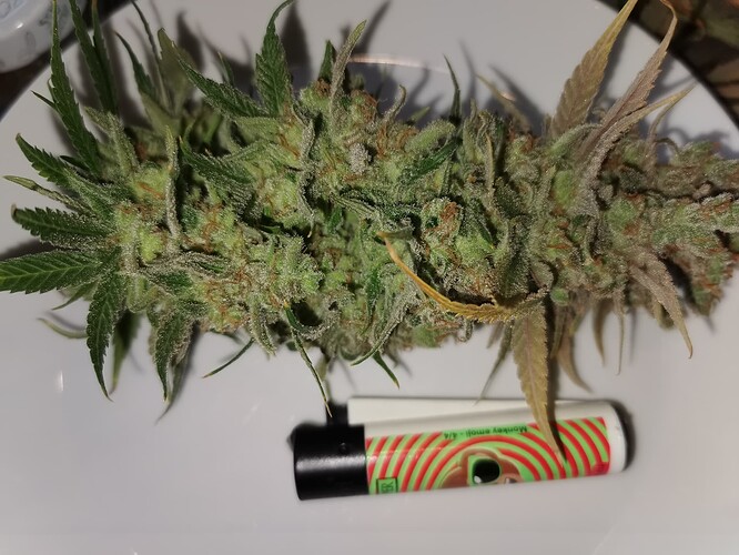 Growreport Bild 10