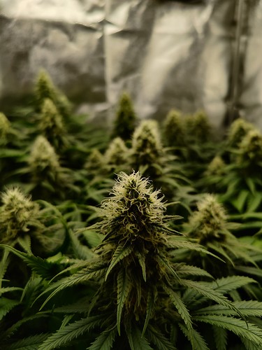 Growreport Bild 10