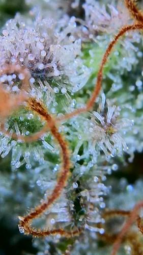 Growreport Bild 29