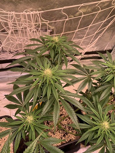 Growreport Bild 2