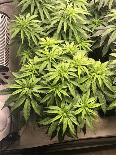 Growreport Bild 4