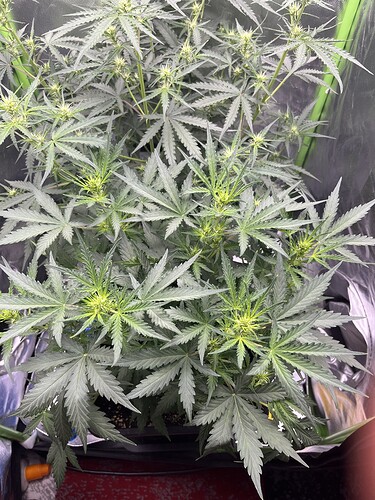 Growreport Bild 33