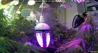 Growreport Bild 2