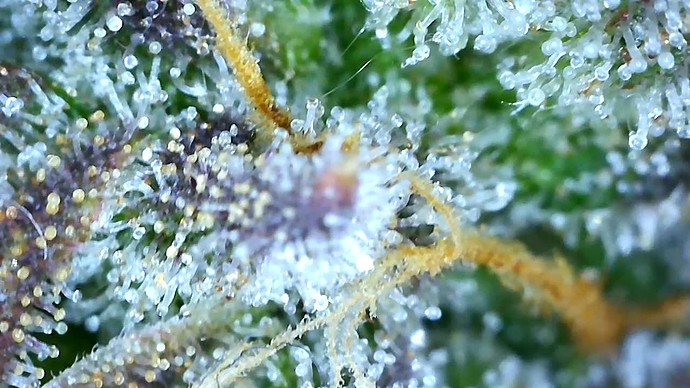 Growreport Bild 60