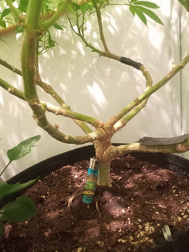 Growreport Bild 57