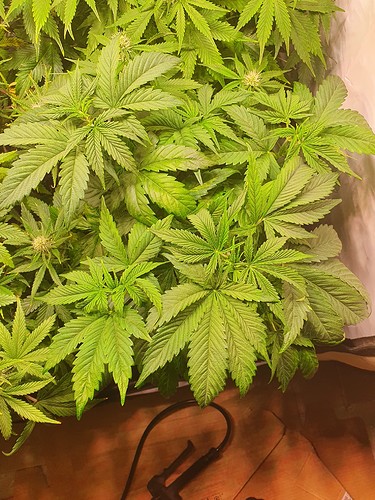 Growreport Bild 10