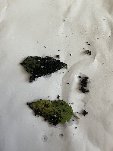 Growreport Bild 22